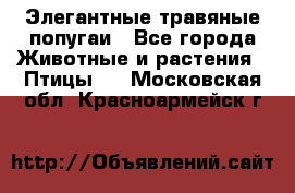 Элегантные травяные попугаи - Все города Животные и растения » Птицы   . Московская обл.,Красноармейск г.